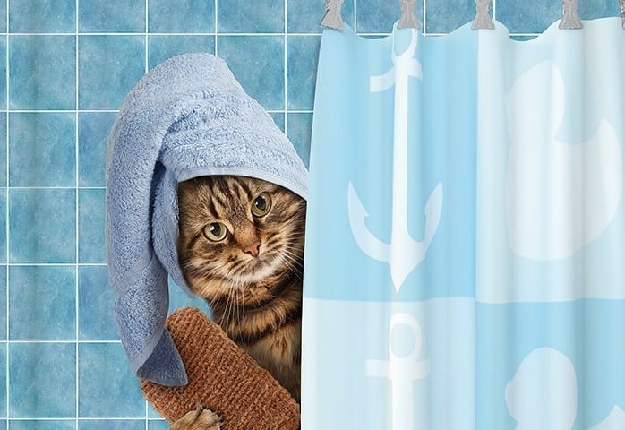 gato bañándose