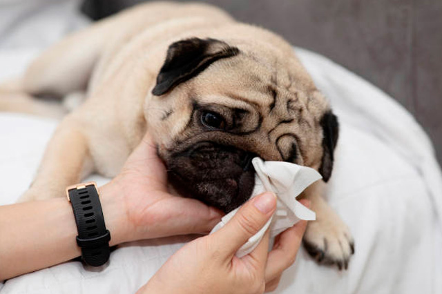 La importancia de la higiene en ojos, oídos y dientes de nuestras mascotas