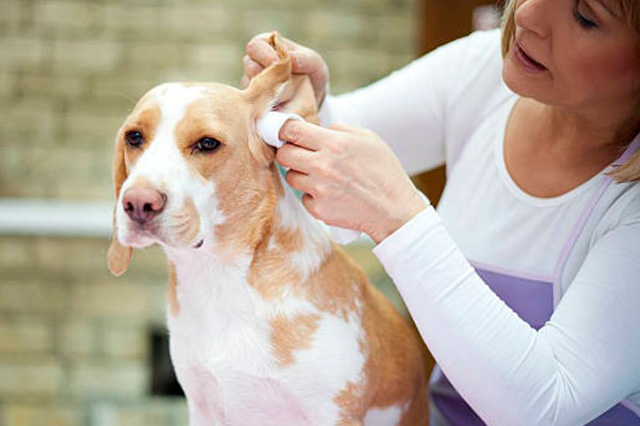 La importancia de la higiene en ojos, oídos y dientes de nuestras mascotas
