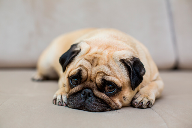 Cómo afecta la pirotecnia a nuestras mascotas y cómo podemos ayudarlas