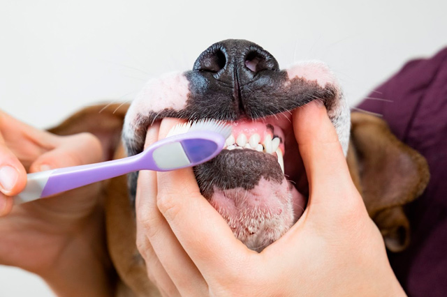 Algunas razones por las que el cuidado dental de los perros es importante