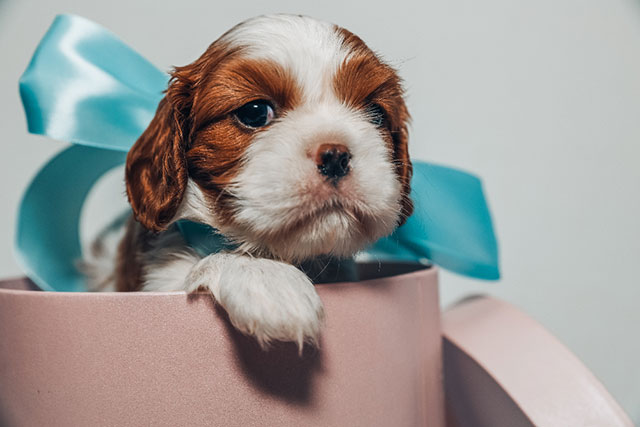 Por qué no debemos regalar mascotas en Día de Reyes