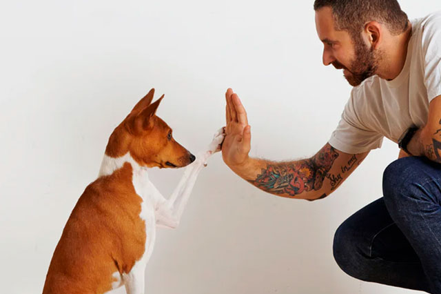 Qué buscar en un entrenador o adiestrador canino: una guía para encontrar el entrenador adecuado para ti y tu compañero canino