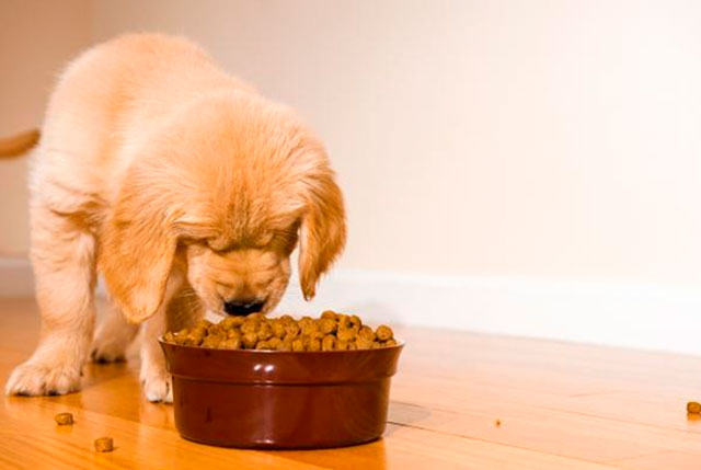 cuantas-veces-debe-comer-un-perro-al-dia