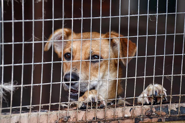 Juntos evitemos el maltrato animal