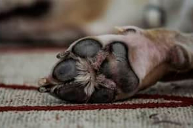 Limpiarle las patas a tu perro después del paseo es muy importante