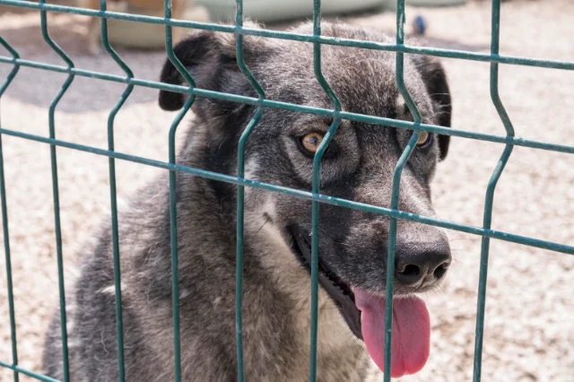 ¿Por qué las personas maltratan a las mascotas?