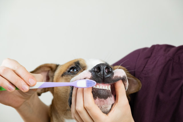 ¿Porqué es importante limpiar los dientes de mi mascota?