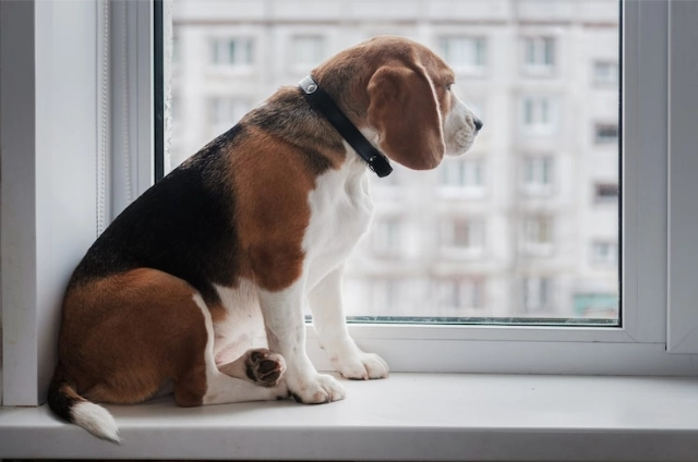 La lluvia y los truenos en mascotas